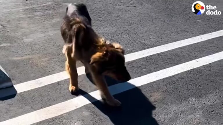 Skinny California Street Dog Walks Straight Toward A Stranger And Makes Her Intentions Surprisingly Clear