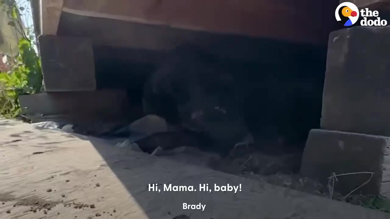 A dog lying in a dark, tight space underneath a house.