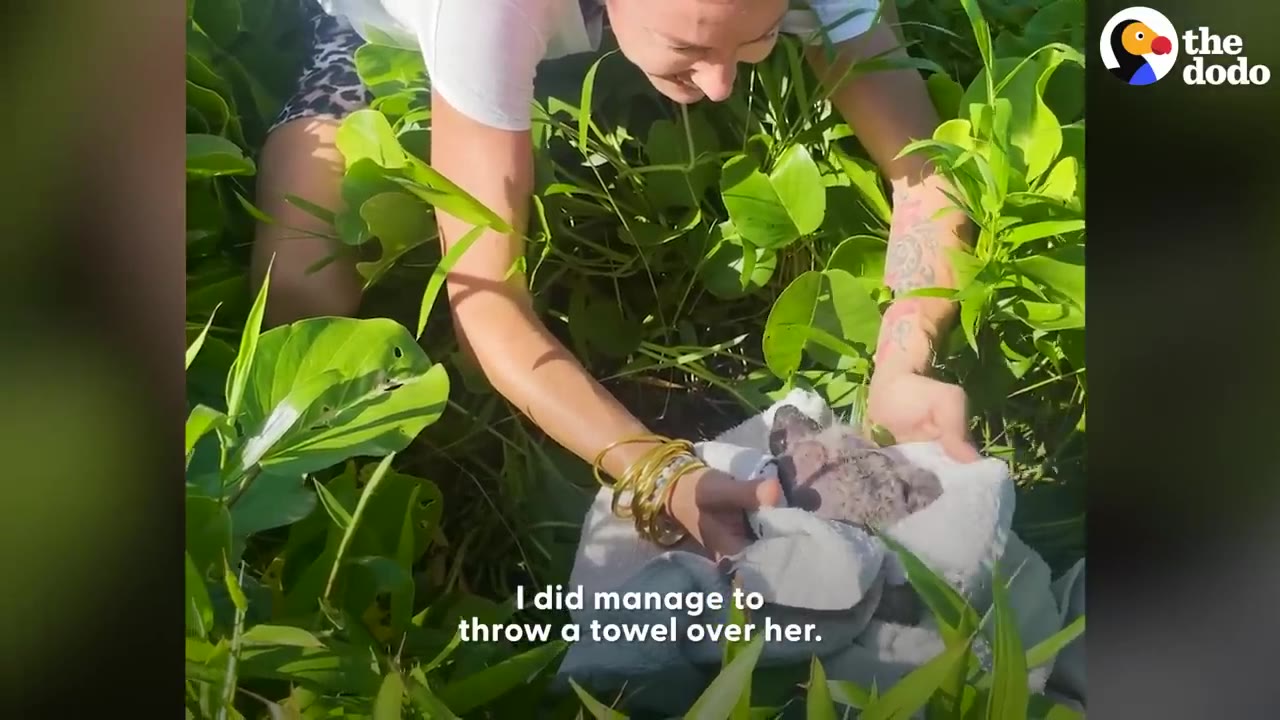 A person leaning over to gently hold a small grey dog wrapped in a white towel among green leaves.