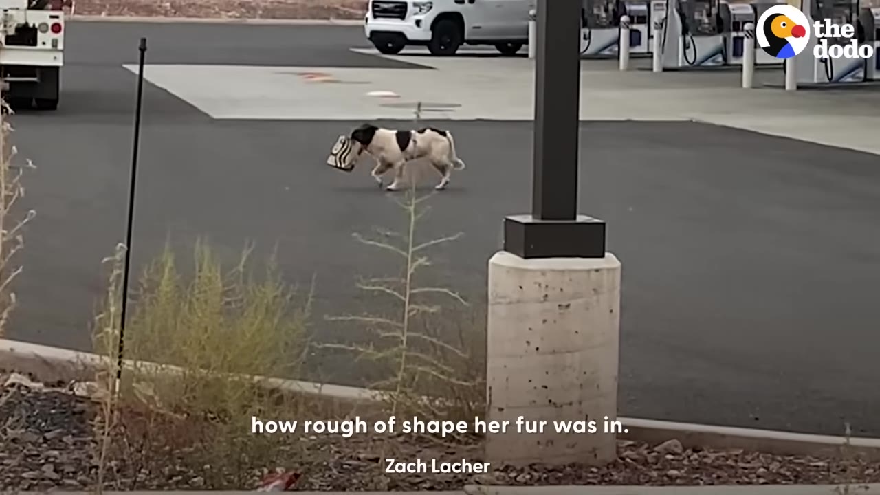A black and white dog carrying a paper bag in its mouth walks across a gas station parking lot.