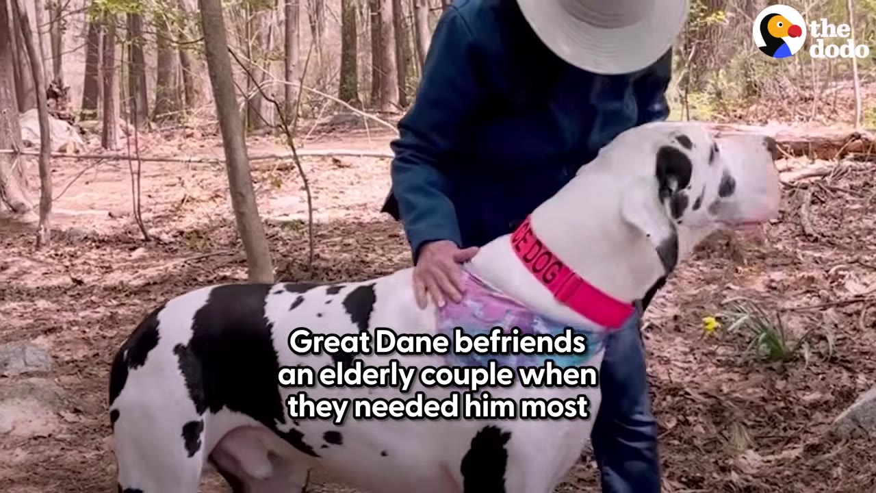 A person wearing a sun hat and jacket petting a large black-and-white Great Dane on a trail in the woods.