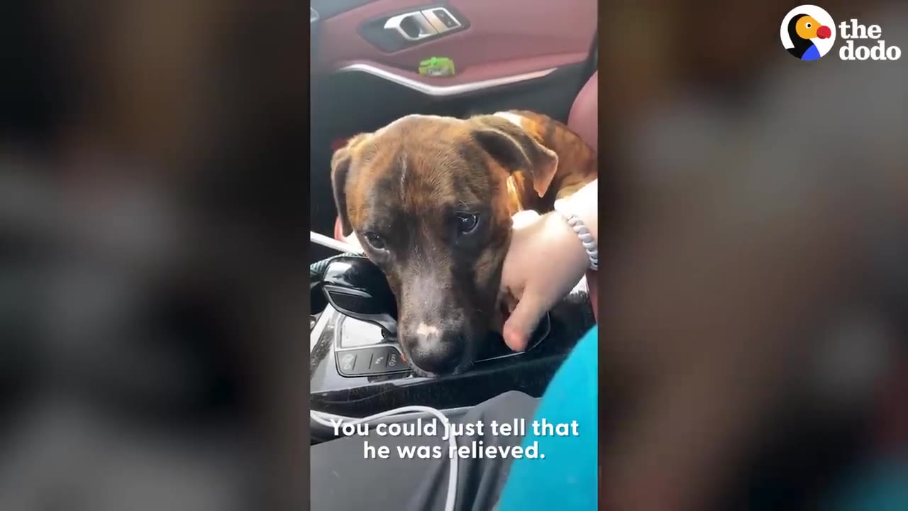 A brindle dog resting its head inside a car while being gently petted on the neck.