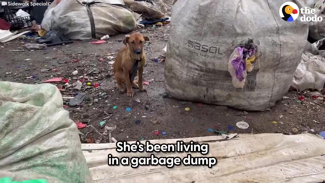 A small brown dog sits quietly near large bags in a trash-littered field.