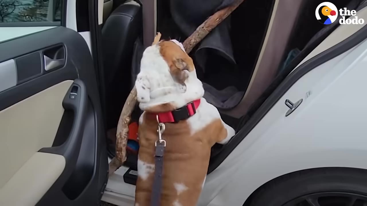 An English bulldog wearing a red collar attempts to climb into an open car door while holding a large tree stick in its mouth.