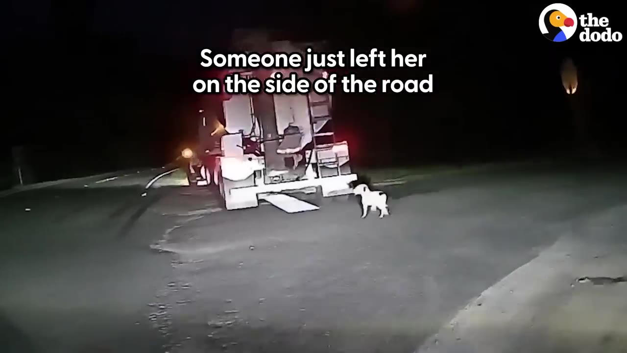 A small white dog stands on an asphalt road at night, illuminated by the headlights of a large truck parked nearby.