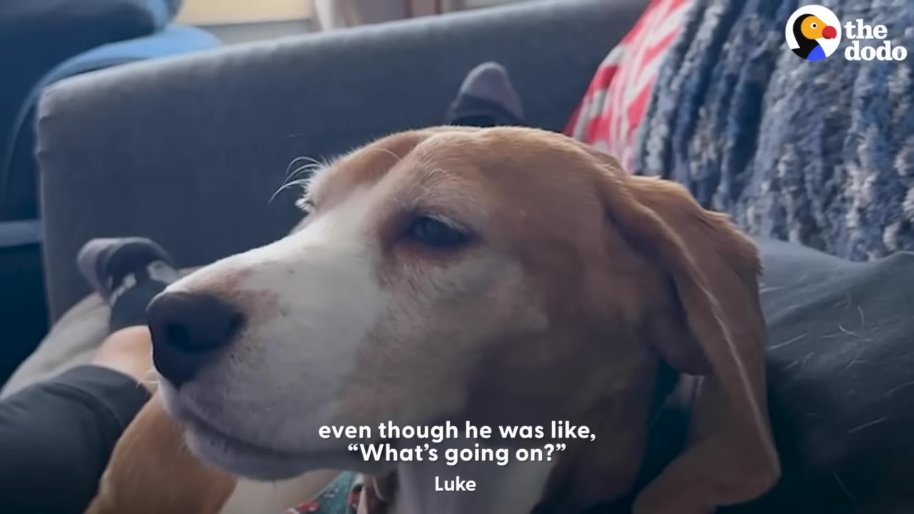 A close-up profile of a beagle resting on a couch and looking uncertainly off to the side.