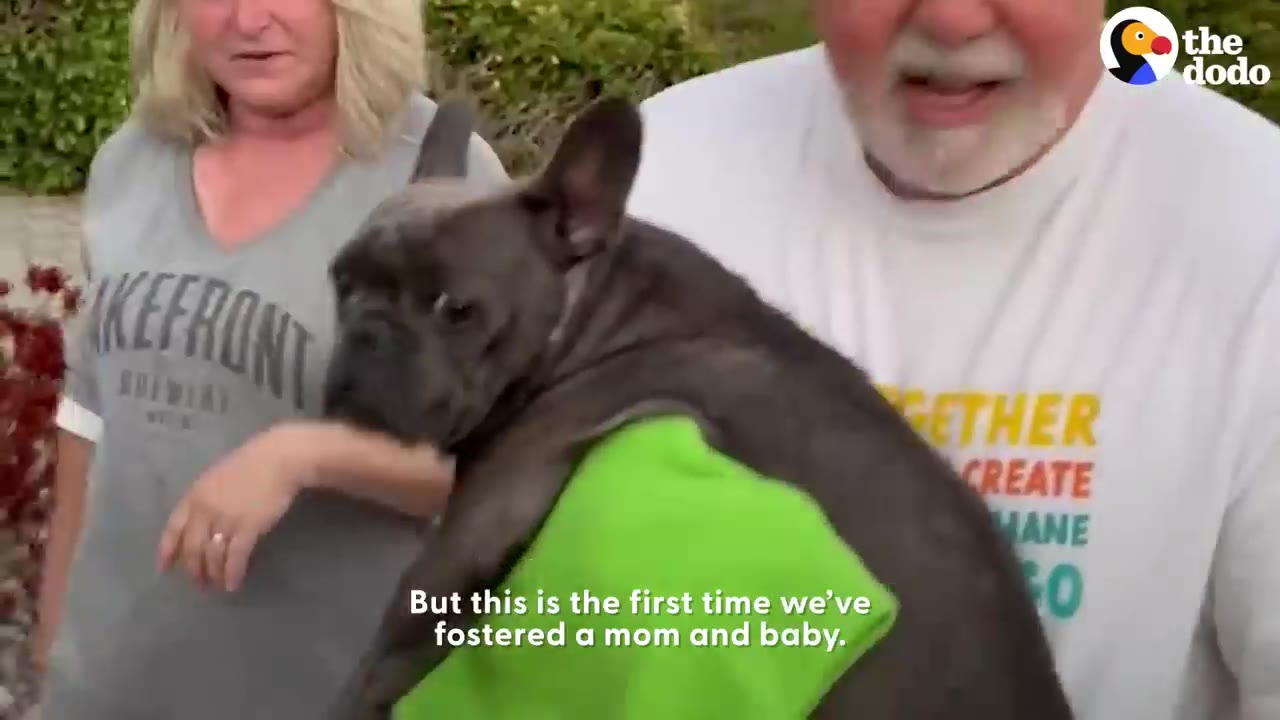 A man carries a dark grey French bulldog wrapped in a green towel alongside a woman outdoors.
