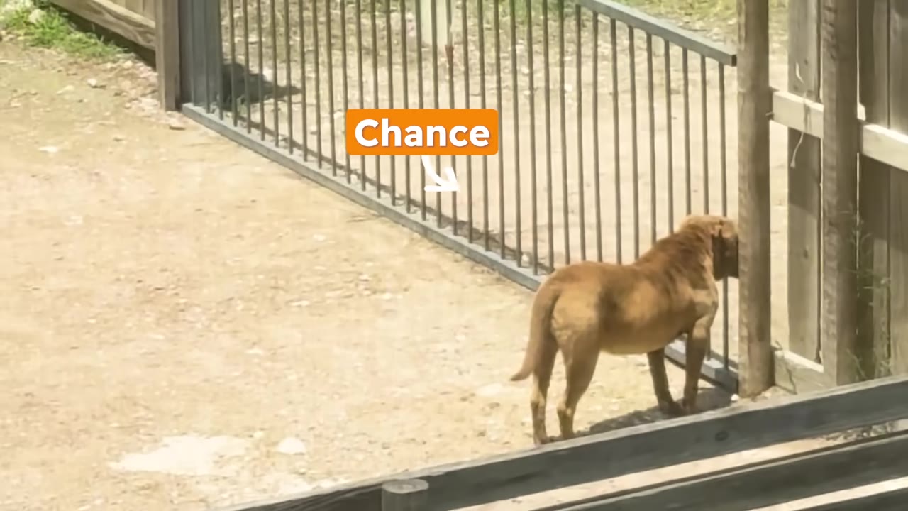 A tan dog stands near a metal gate along a fence line outdoors.