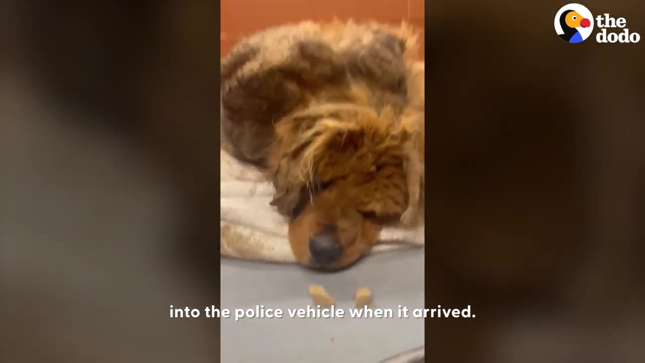A heavily matted brown dog resting her head on a blanket on the floor.
