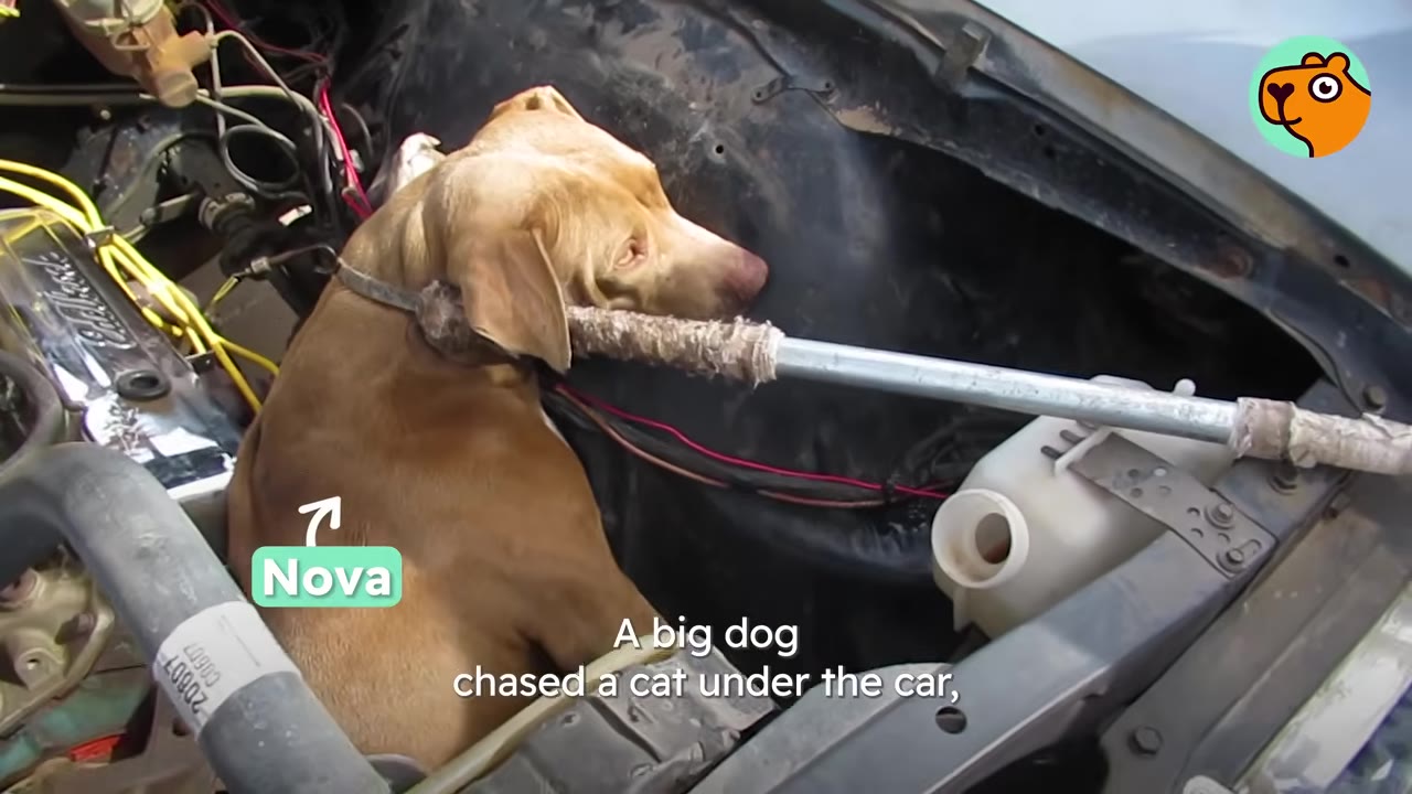 A tan dog named Nova stuck inside the engine compartment under the open hood of a car.