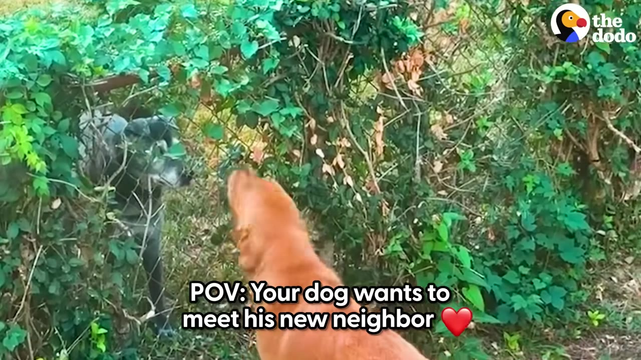 A golden dog stands in a yard looking through a wire fence at another dog peeking out from green bushes.