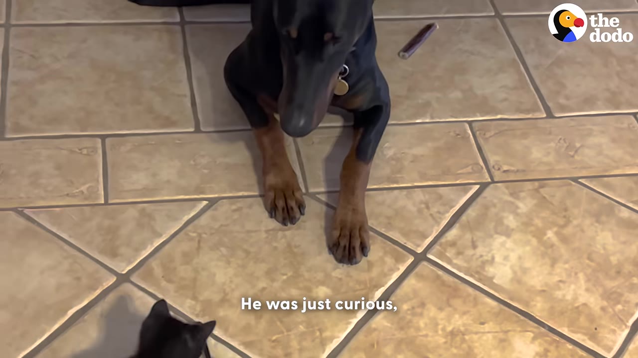 A black and tan Doberman Pinscher lies on a tiled floor, looking down curiously at a small black kitten.