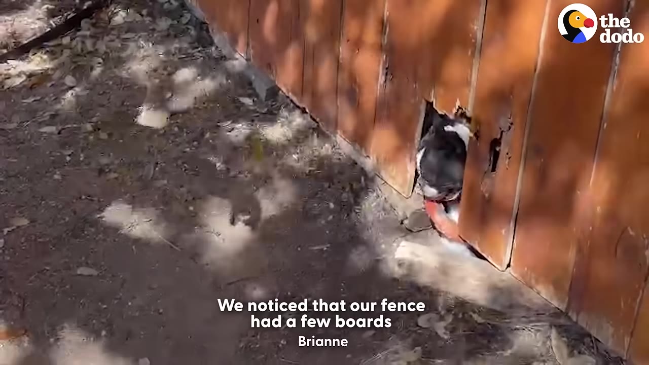 A black and white dog pokes its head through a small opening at the bottom of a wooden fence.