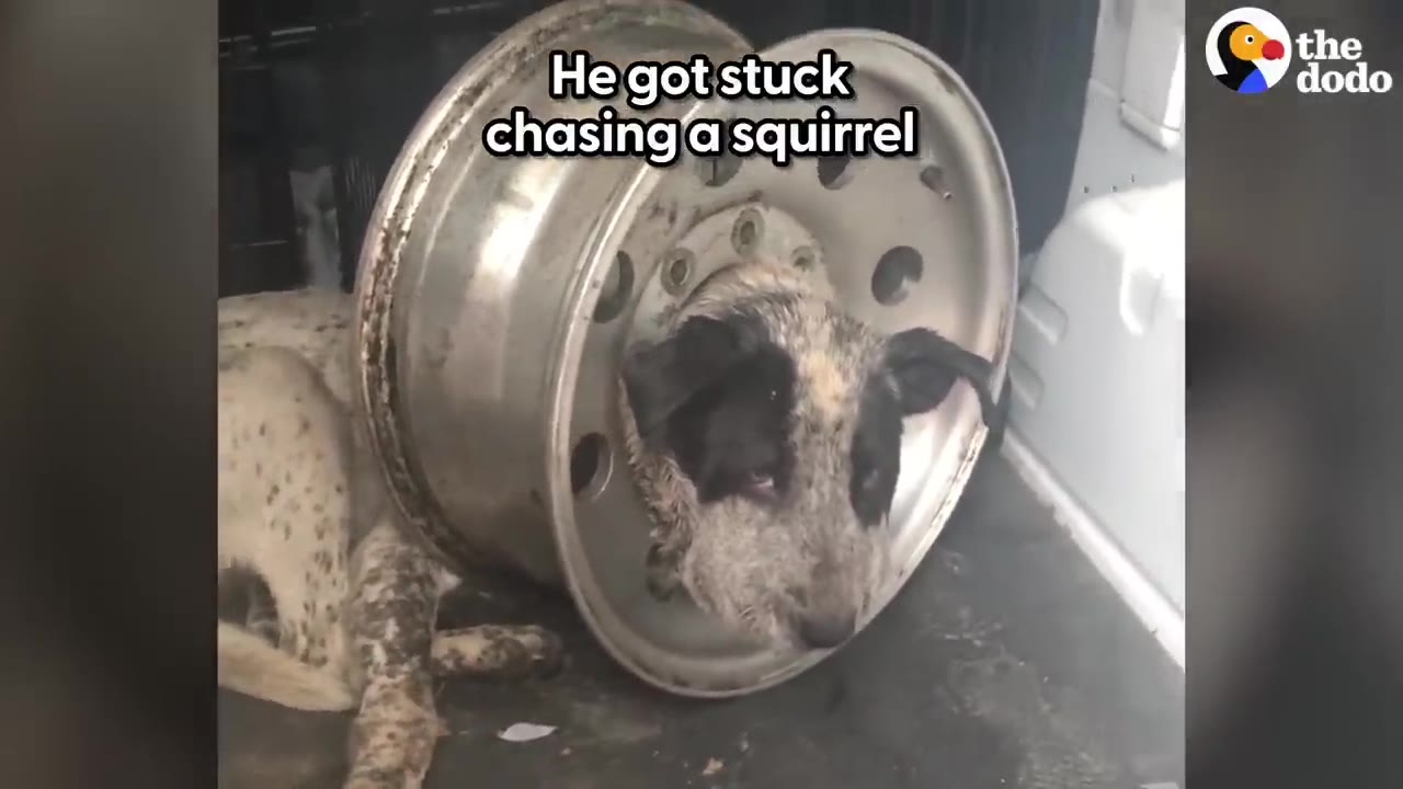 A black and white speckled dog with its head stuck through the center hole of a silver metal car wheel rim.