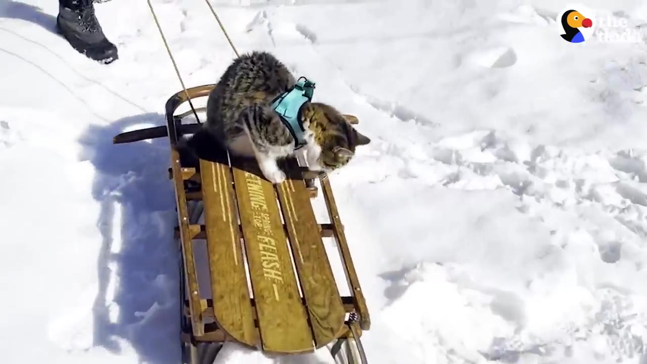 A tabby cat wearing a teal harness sits atop a wooden sled outdoors in deep snow.