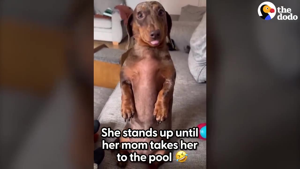 A small brown dachshund standing upright on its hind legs on a couch, looking directly at the camera with its tongue sticking out slightly.