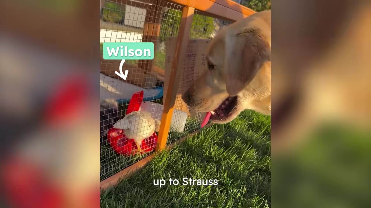 A yellow Labrador retriever looks through a wire coop enclosure at a small chick sitting next to a red feeder.