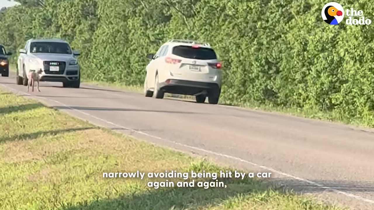 A stray dog stands on the side of a paved road as a white SUV and another car drive past, illustrating the danger of roaming near traffic.