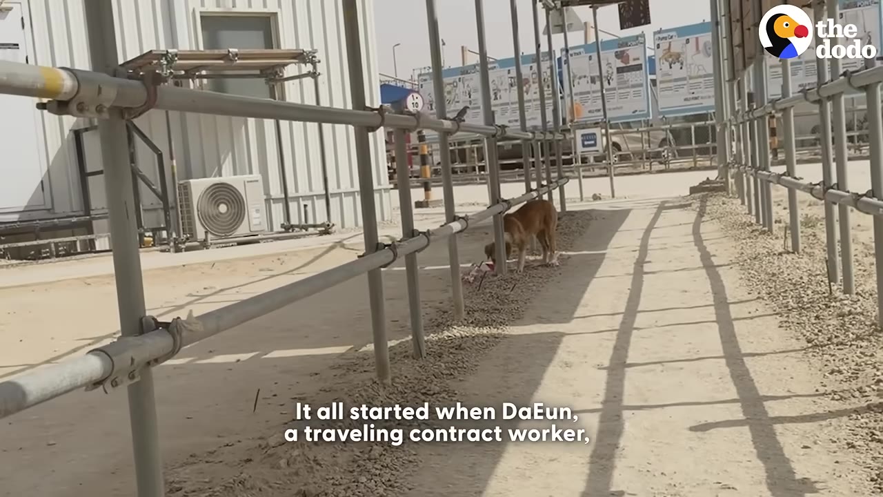 A brown dog stands near metal scaffolding on a sandy construction site with a white building in the background.