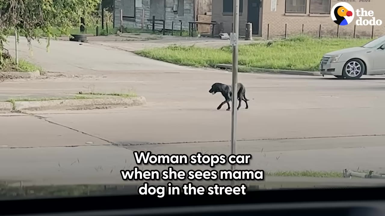 A stray black dog walking across a wide suburban street seen from inside a vehicle.
