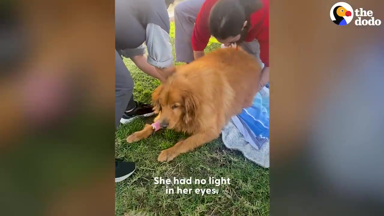 An overweight Golden Retriever lying on the grass while people assist her.