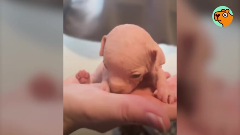 Tiny California Puppy Looked More Like A Baby Squirrel, And Her Foster Mom Feared The Worst