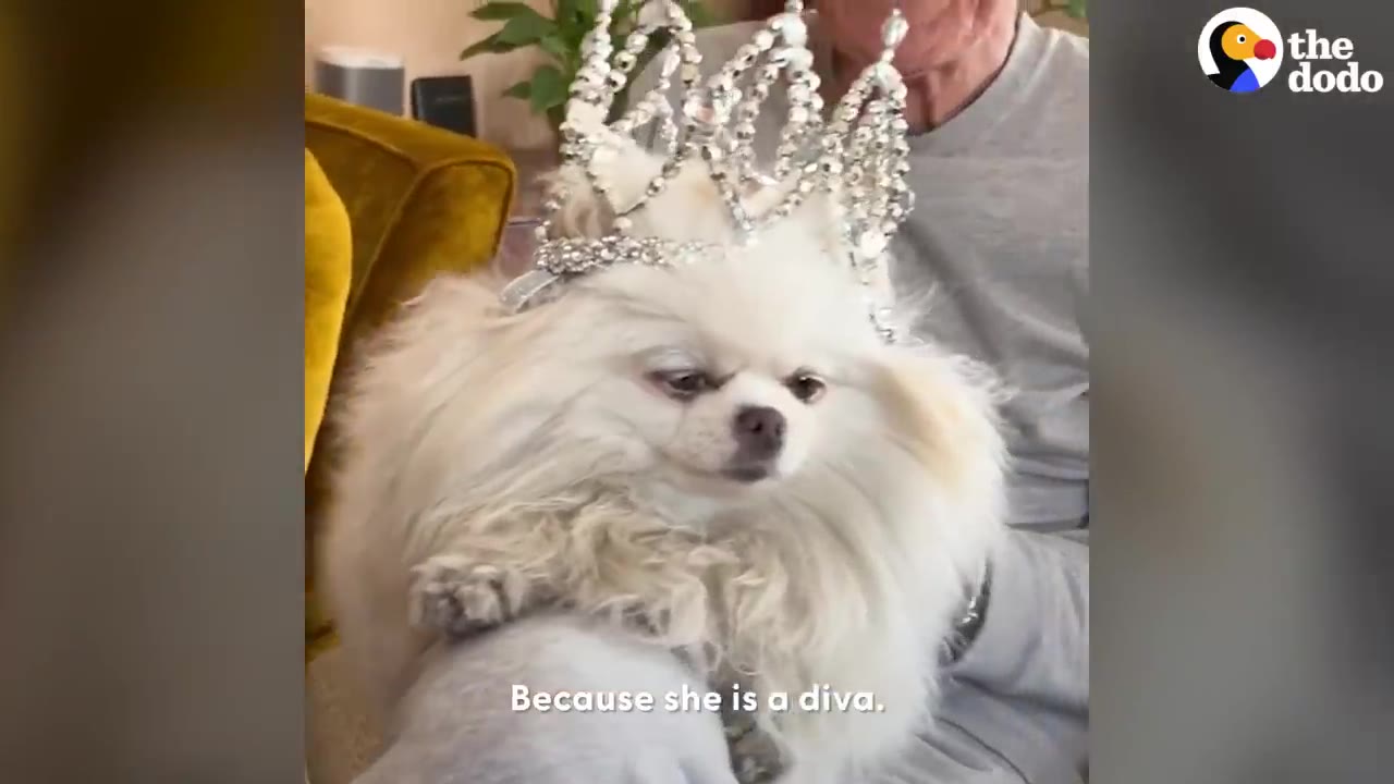 A fluffy white Pomeranian dog wearing a large, sparkling rhinestone crown on its head while sitting on someone's lap.