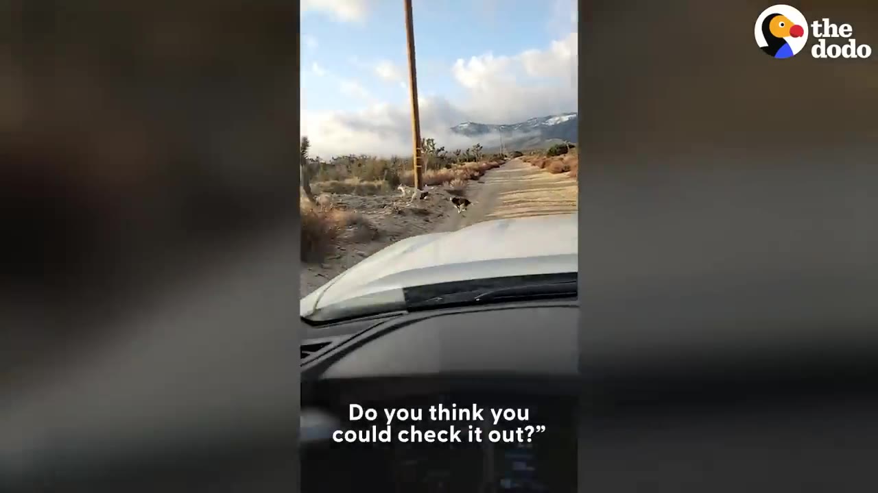 A view from inside a vehicle driving down a dirt road in a desert landscape toward dogs by a wooden pole.
