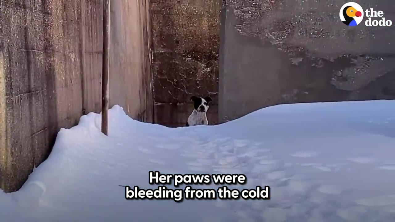 A small black and white dog standing in deep snow between concrete walls, looking directly toward the camera.