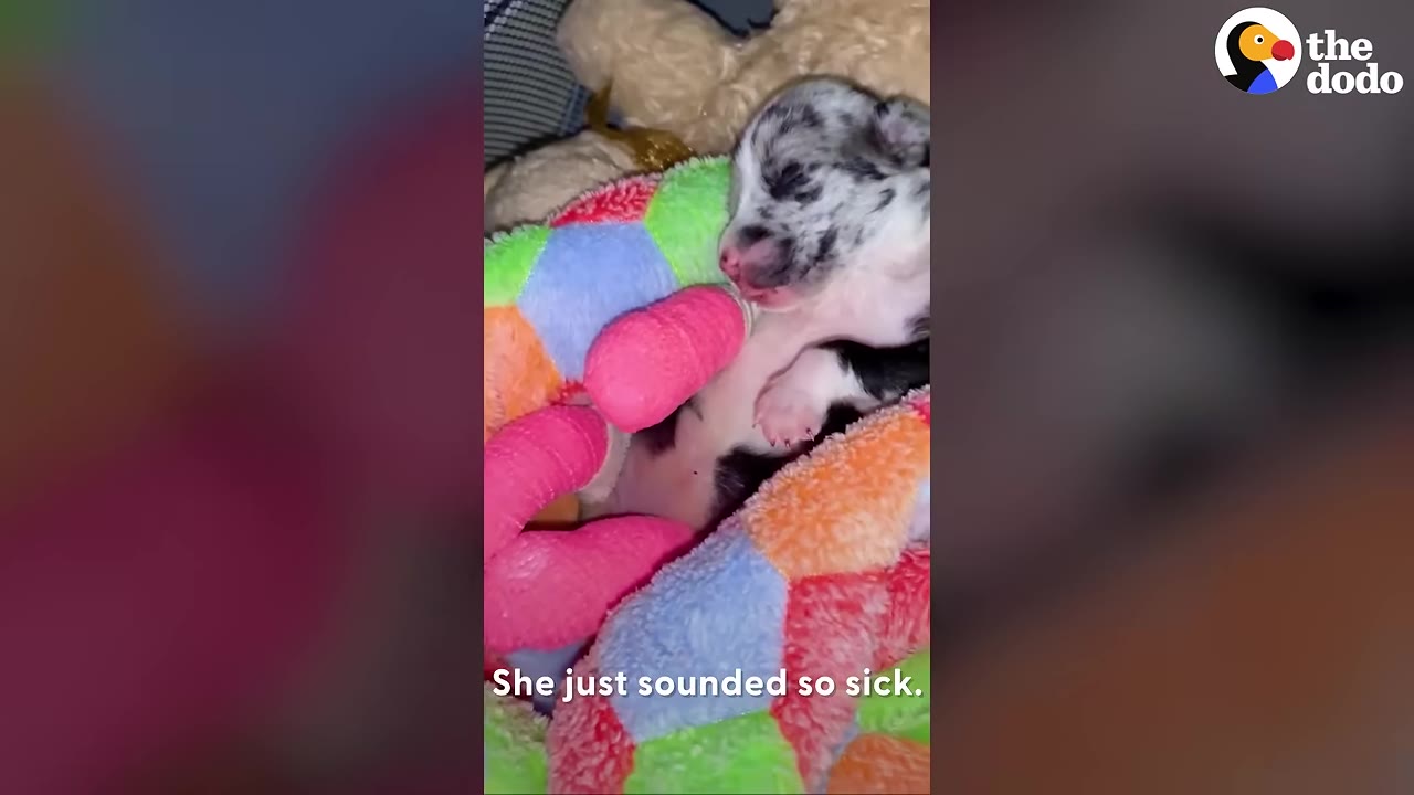 A tiny, sleeping merle puppy with pink bandages on its legs rests in a colorful, plush pet bed.