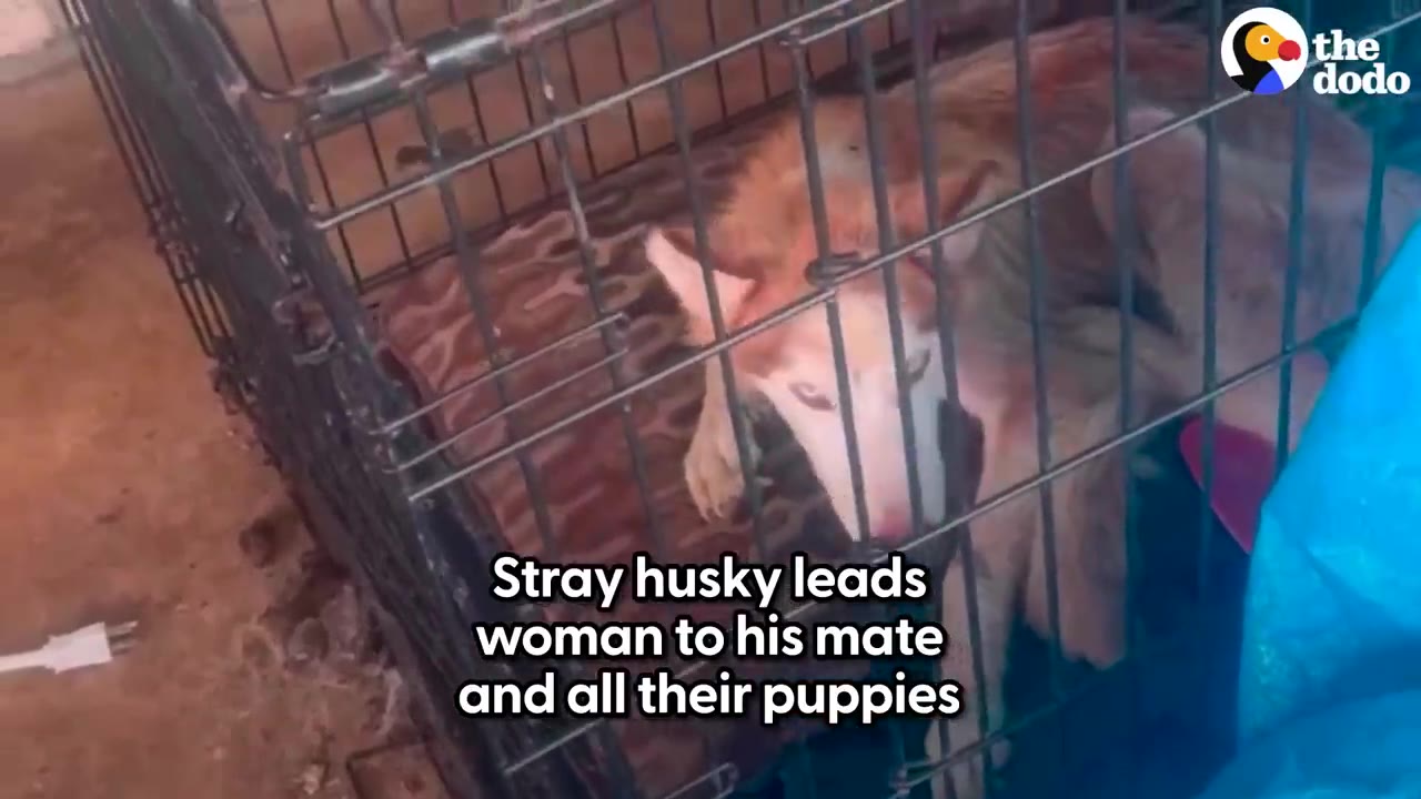 A close-up shot of a brown and white husky looking out from inside a wire crate.