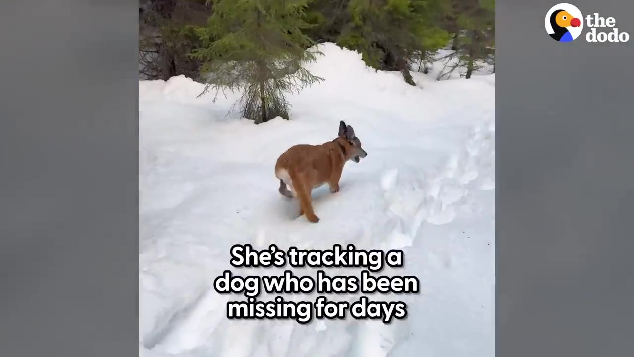 A brown dog walking through deep snow near pine trees in a forest.