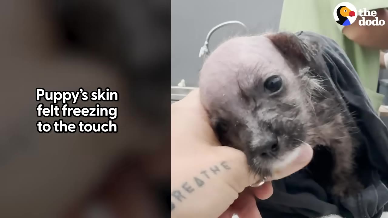 A close-up of a small, shivering puppy with sparse fur being gently cradled by a person's hand with a tattoo on the wrist.