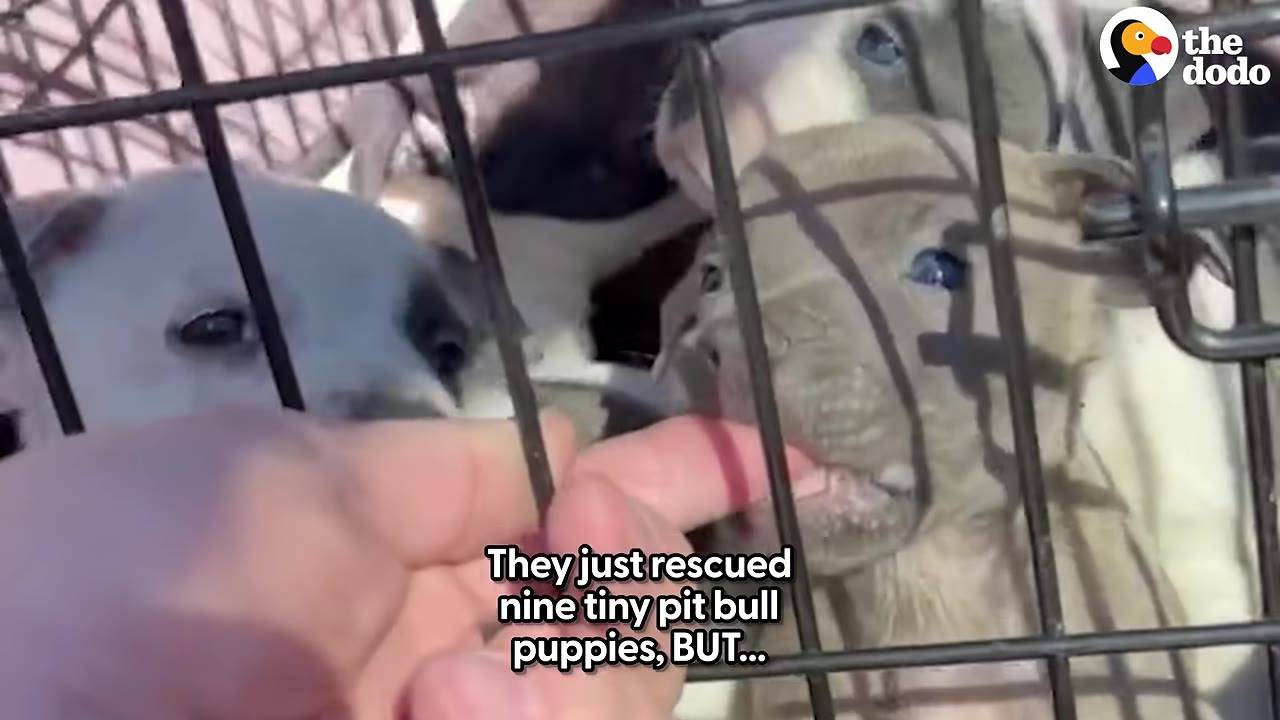 A close-up shot of small pit bull puppies inside a wire crate, with one puppy gently nibbling on a person's finger through the bars.