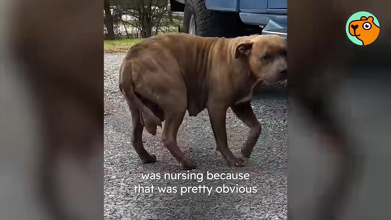 A brown, thin mother dog with visible milk glands walking on a gravel path near a vehicle.