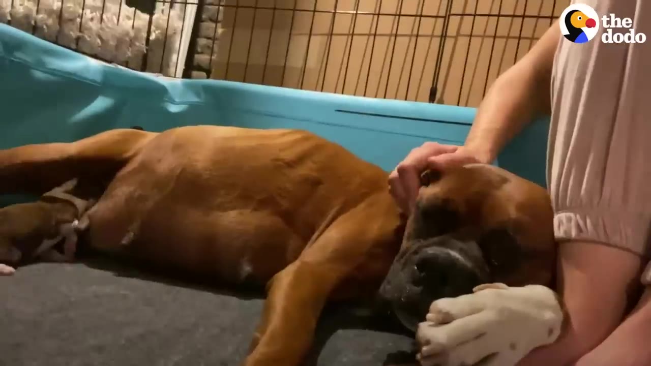 A brown mama dog lying down in a blue plastic whelping pool while being gently stroked by a person.