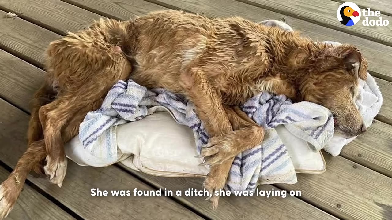 A wet, emaciated, senior golden-colored dog lies weakly on towels on a wooden deck.