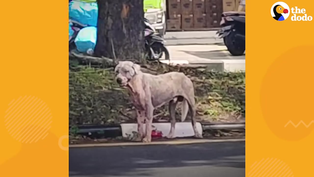 A thin, light-colored dog with hair loss stands on the side of a paved road near a grassy median.