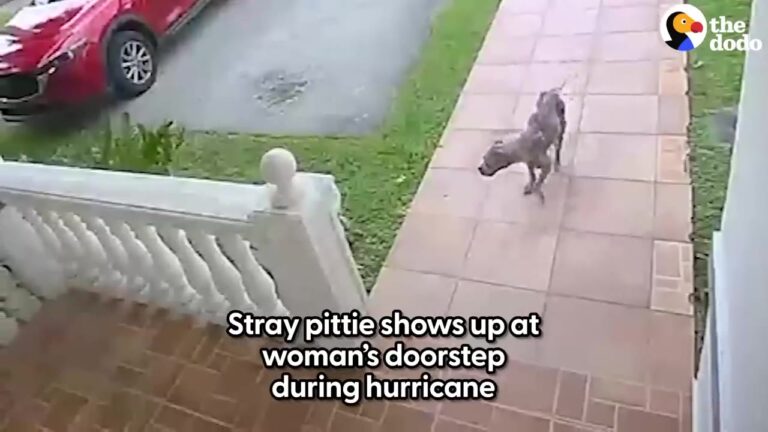 Florida Dog Seeking Shelter From The Wind Chooses The One House That Could Change Her Life