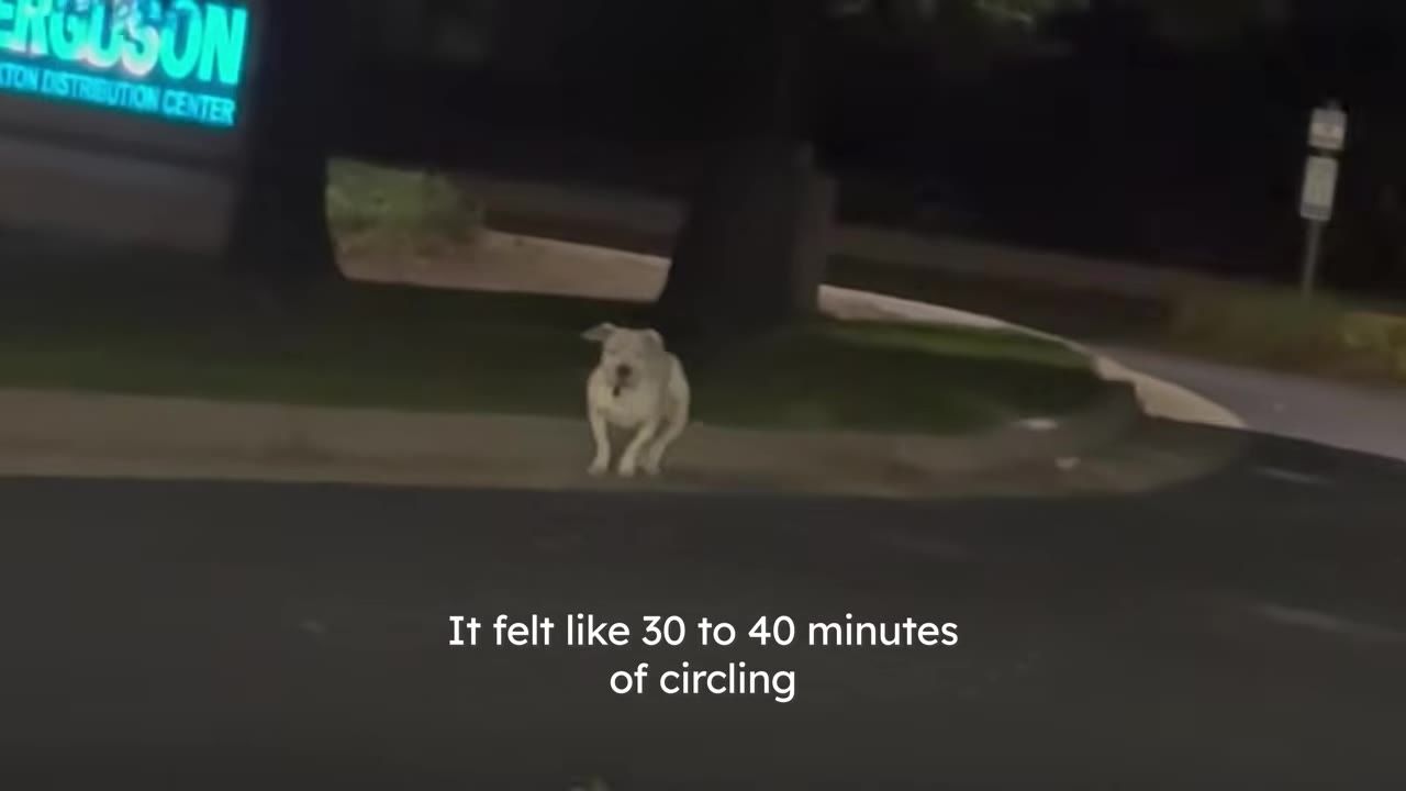 A white dog standing near a curb and grass median at night with an illuminated sign in the background.