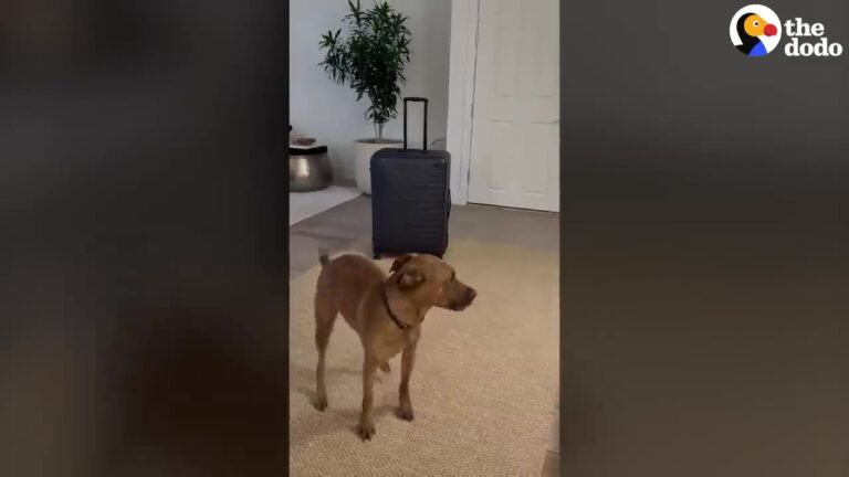 Ohio Family Pulls Out Their Suitcases, And Their Special-Needs Dog Immediately Starts His Happy Dance