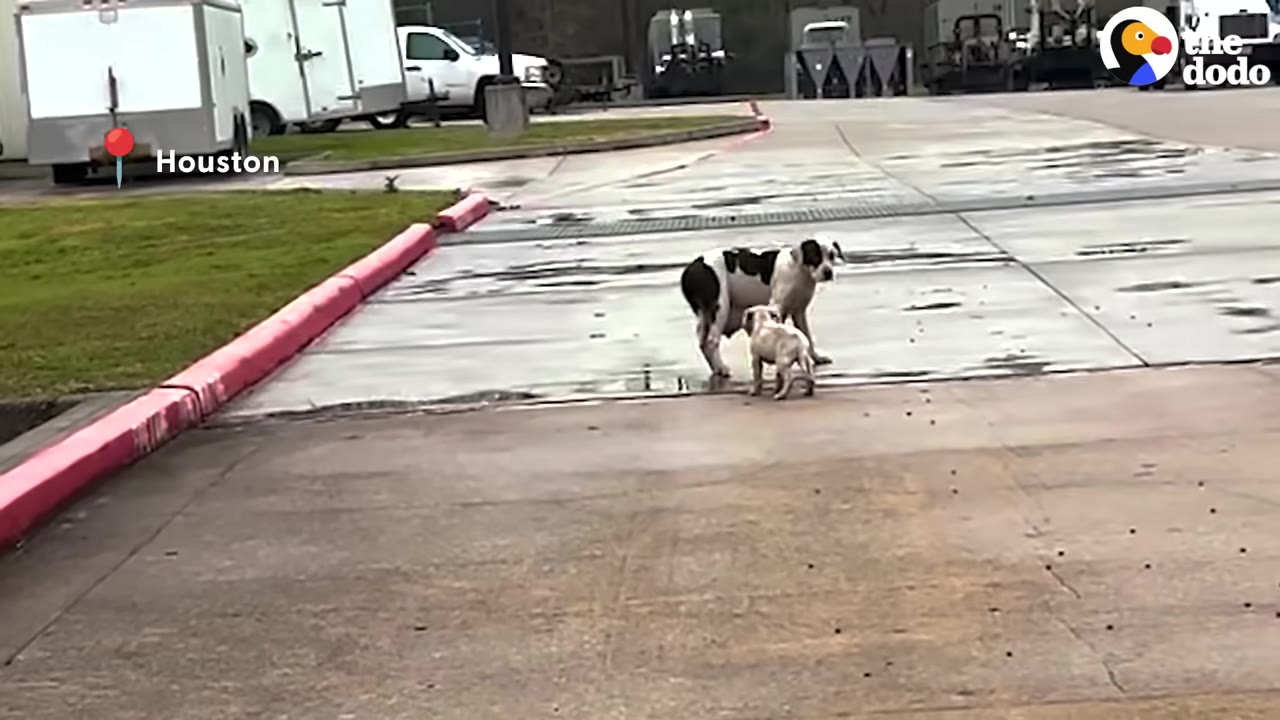 A black and white mother dog stands on a wet concrete parking lot looking down at her small light-colored puppy.