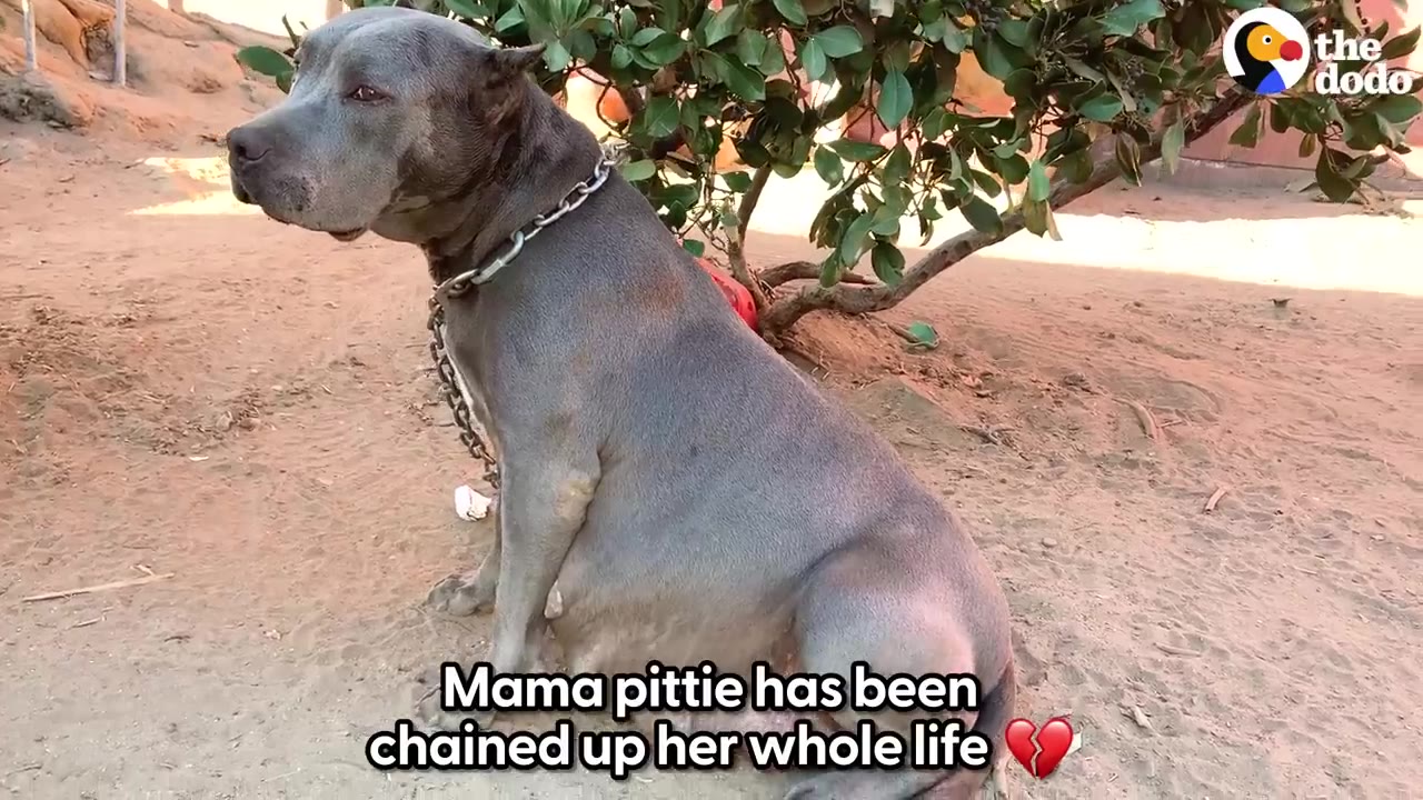 A pregnant grey pit bull sits on the dirt ground, chained to a tree, looking sad and defeated.