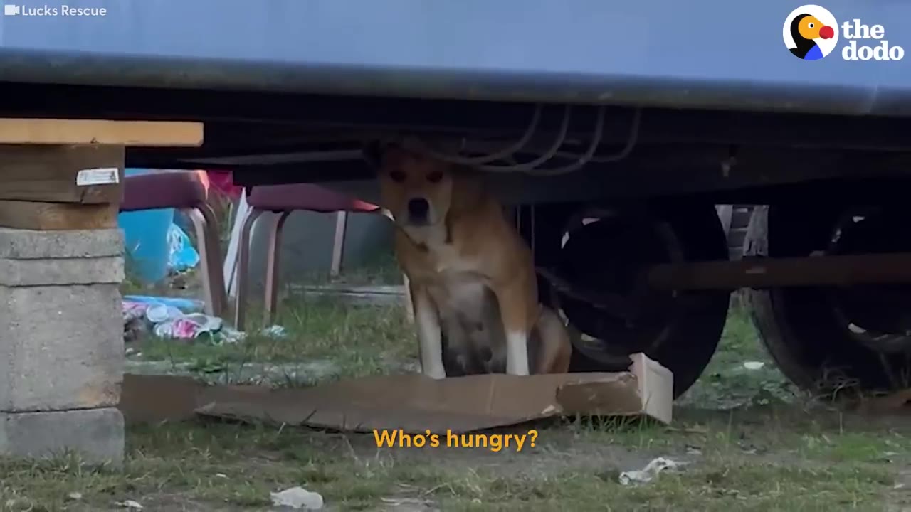 A timid brown and white dog sits under a trailer on a piece of cardboard, looking directly at the camera with visible nursing nipples.