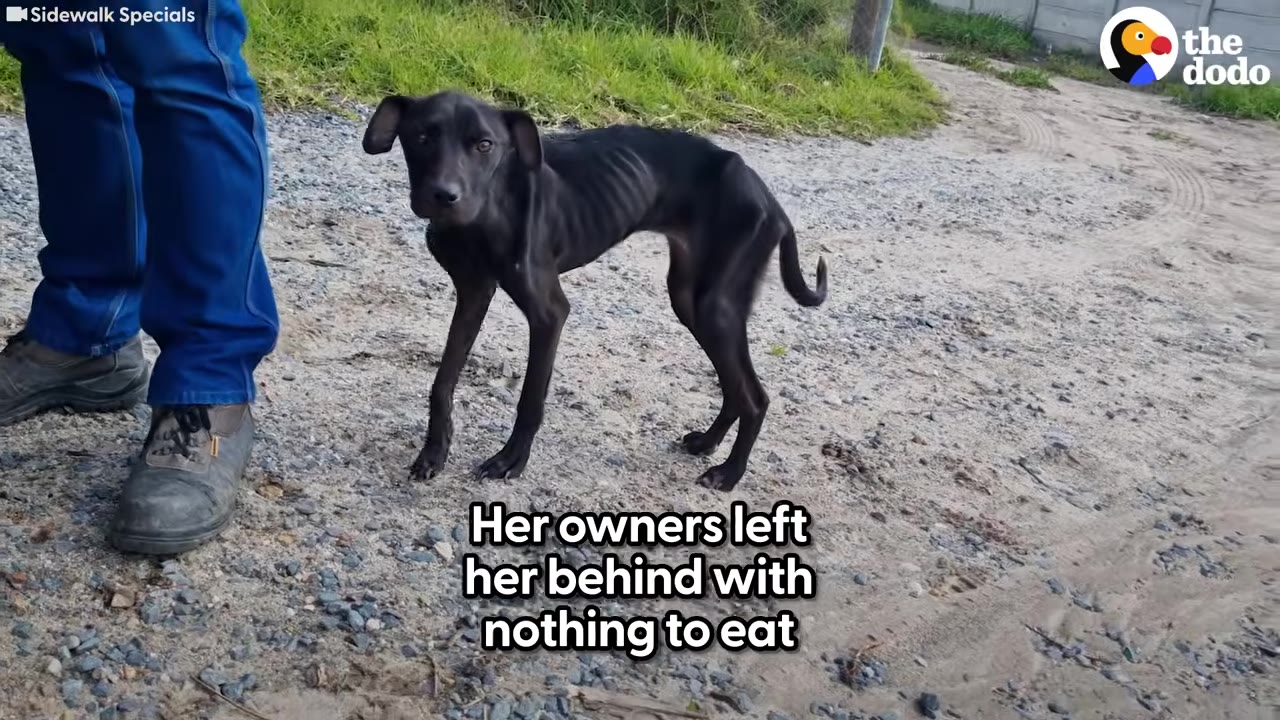A severely emaciated black dog stands on a dirt path next to a person wearing blue pants and boots.