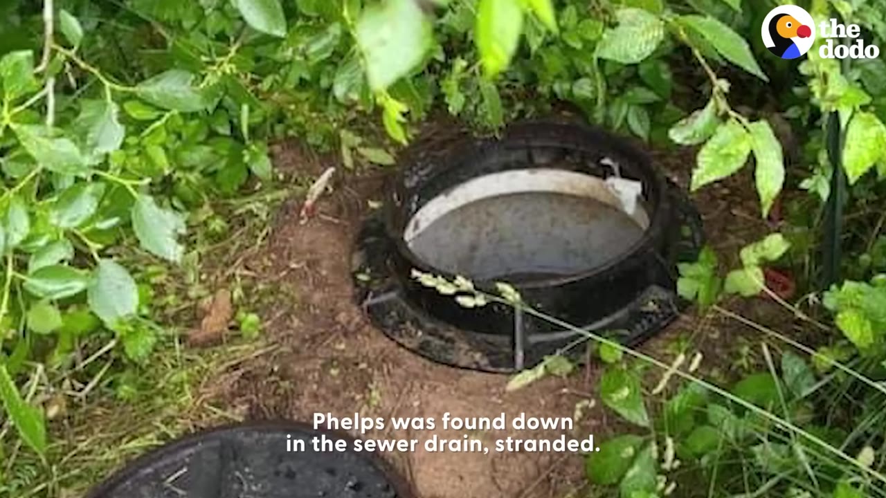 An open circular sewer drain in the ground, surrounded by green foliage and dirt.