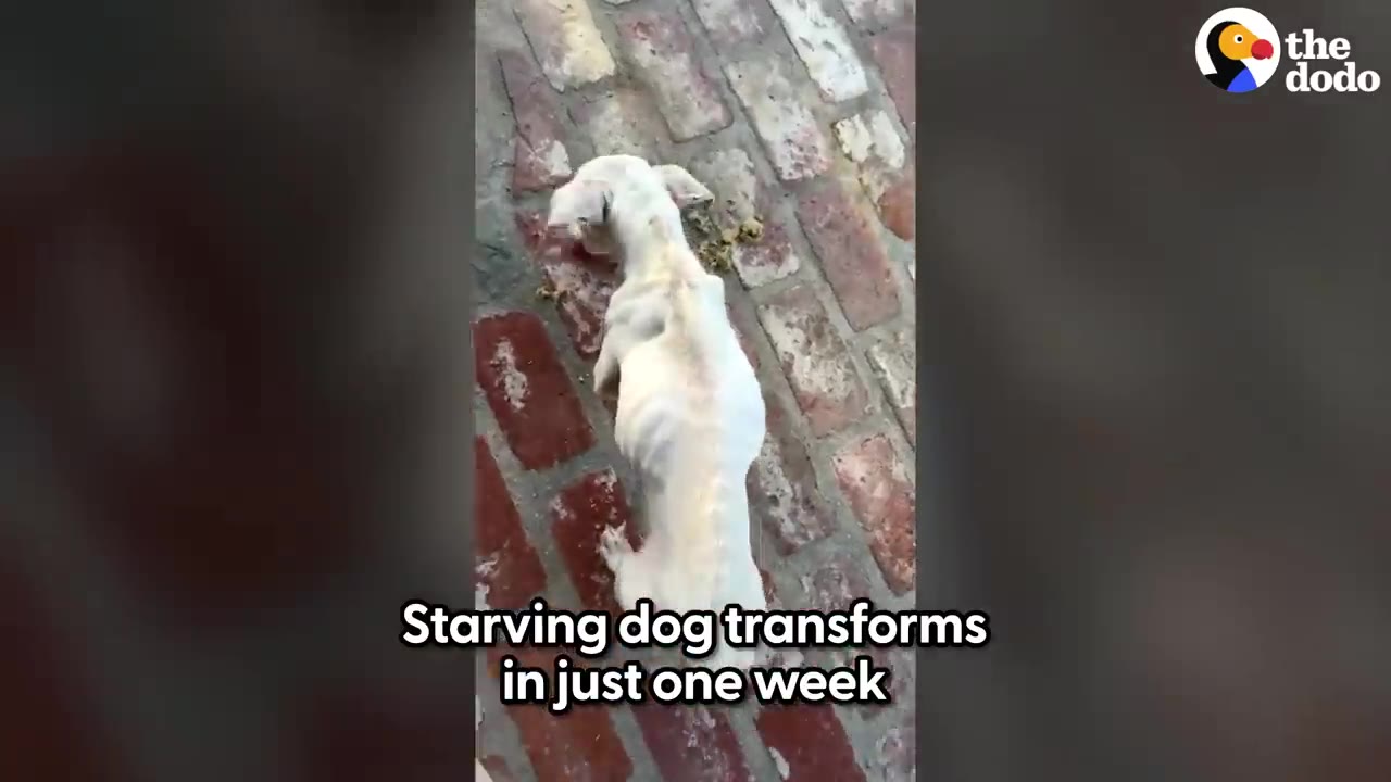 An overhead view of an extremely emaciated white dog standing on a brick path, showing its ribs and spine.