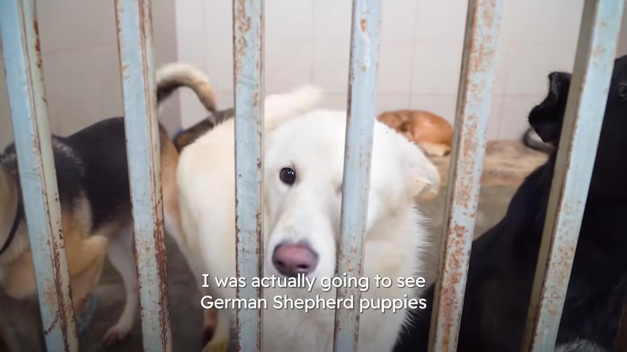 A white dog looking through the metal bars of an animal shelter cage alongside other rescue dogs.
