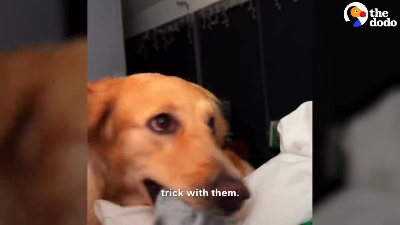 A golden retriever holding a grey sock gently in its mouth while sitting near white bedding.