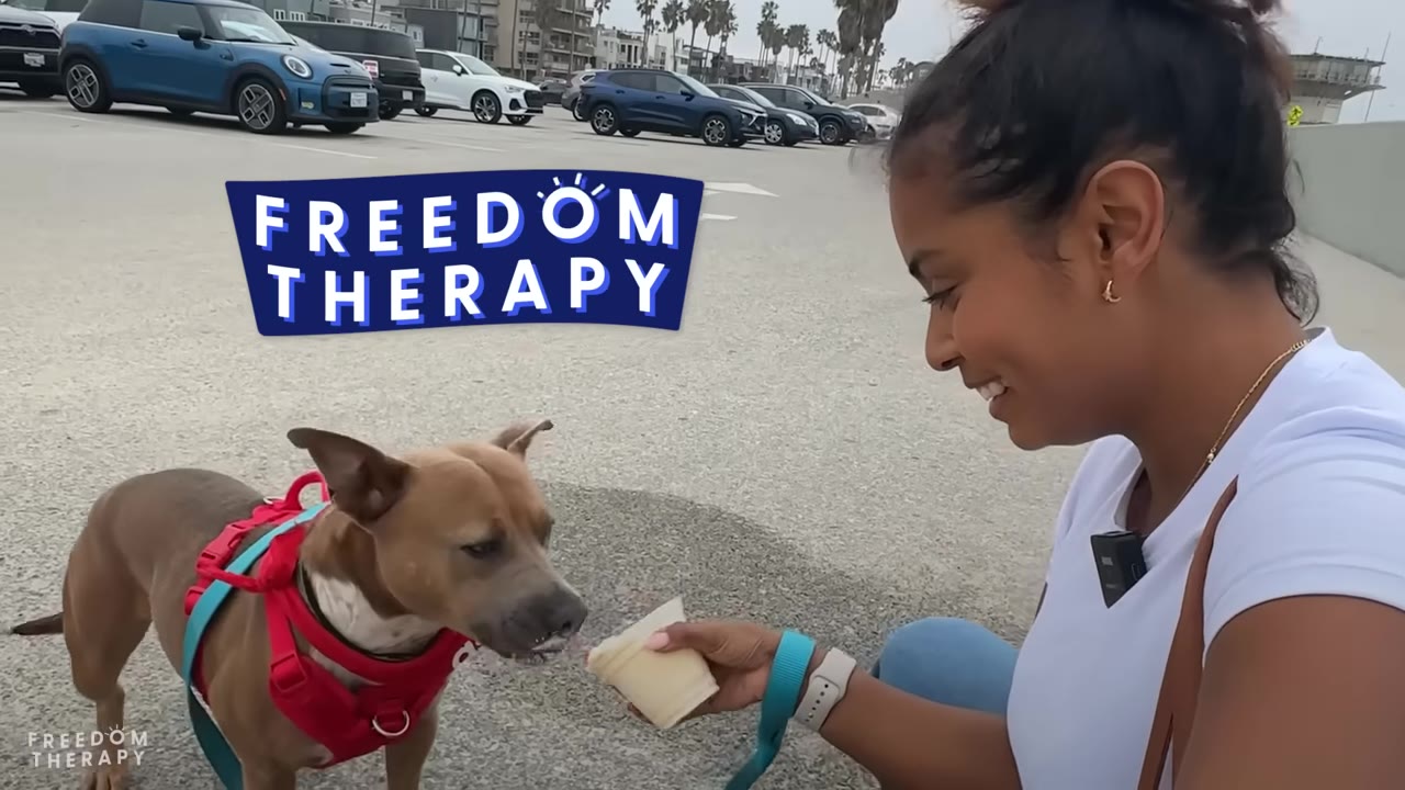 A smiling woman crouches down to feed a treat from a cup to a brown rescue dog wearing a red harness in an outdoor parking lot.